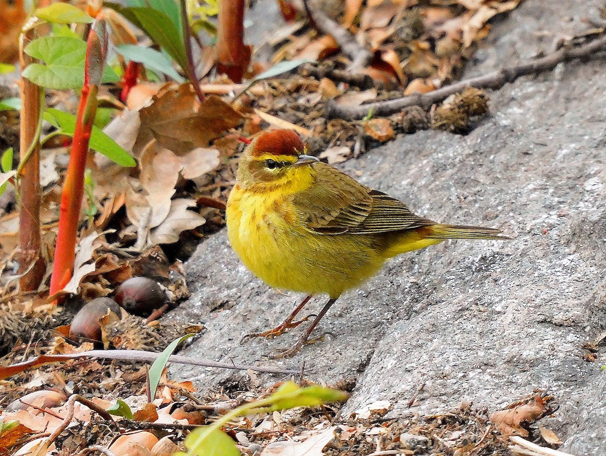 Palm Warbler - ML634257312