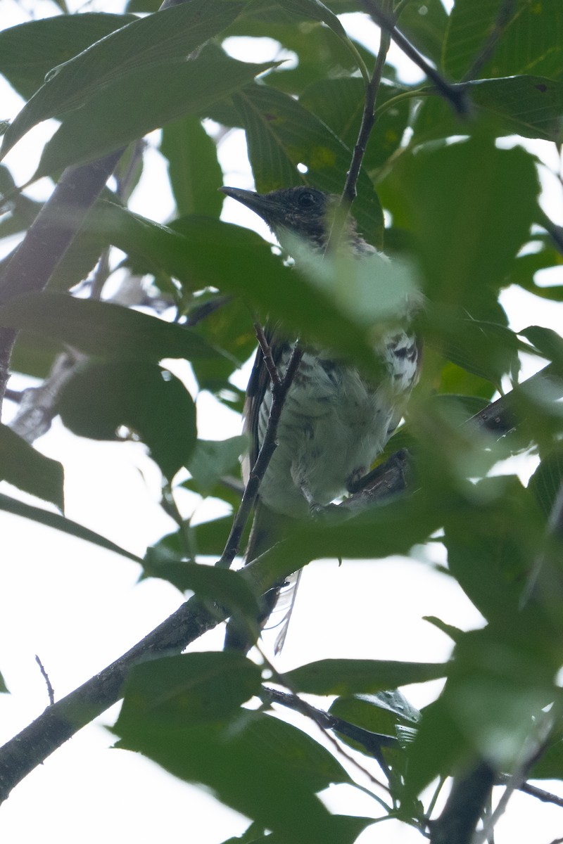 Marañon Thrush - ML634257322