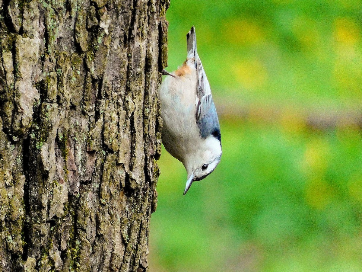 White-breasted Nuthatch - ML634257336