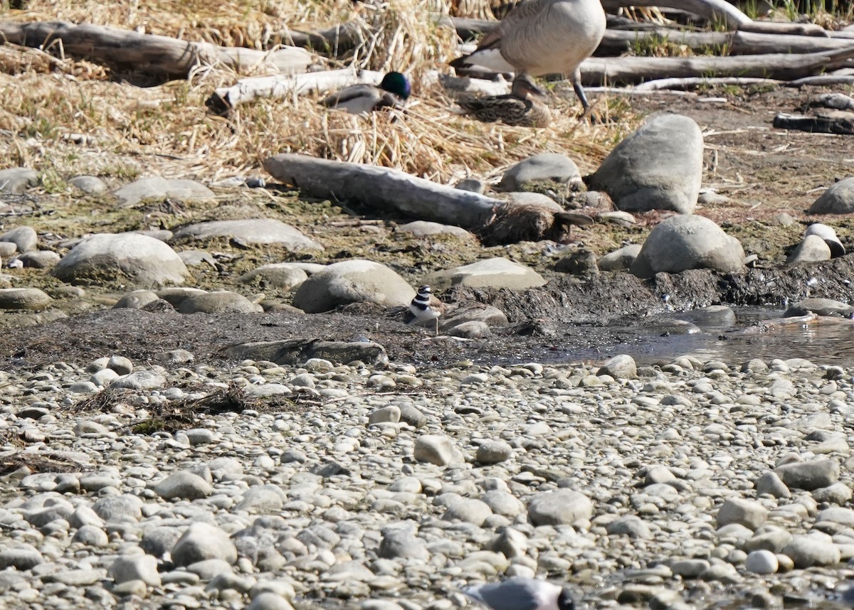 Killdeer - ML634257387