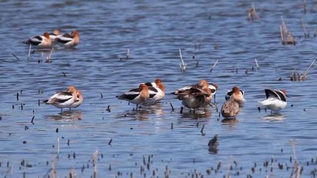 American Avocet - ML634257413