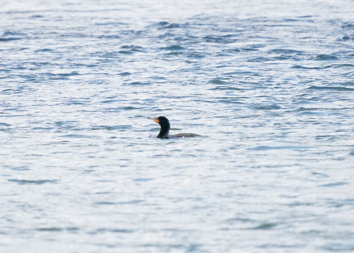 Cormoran à aigrettes - ML634257423