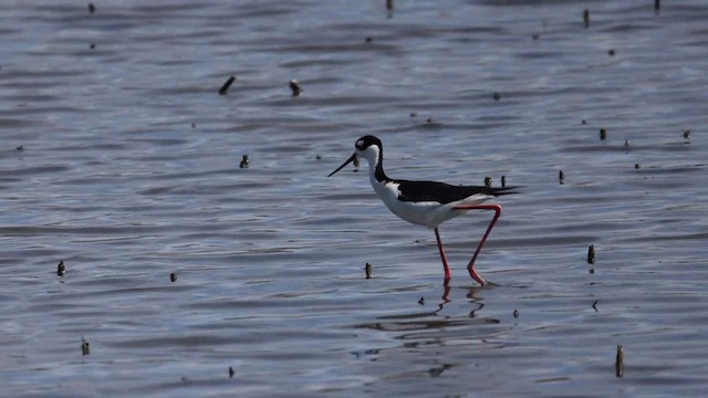 Black-necked Stilt - ML634257456