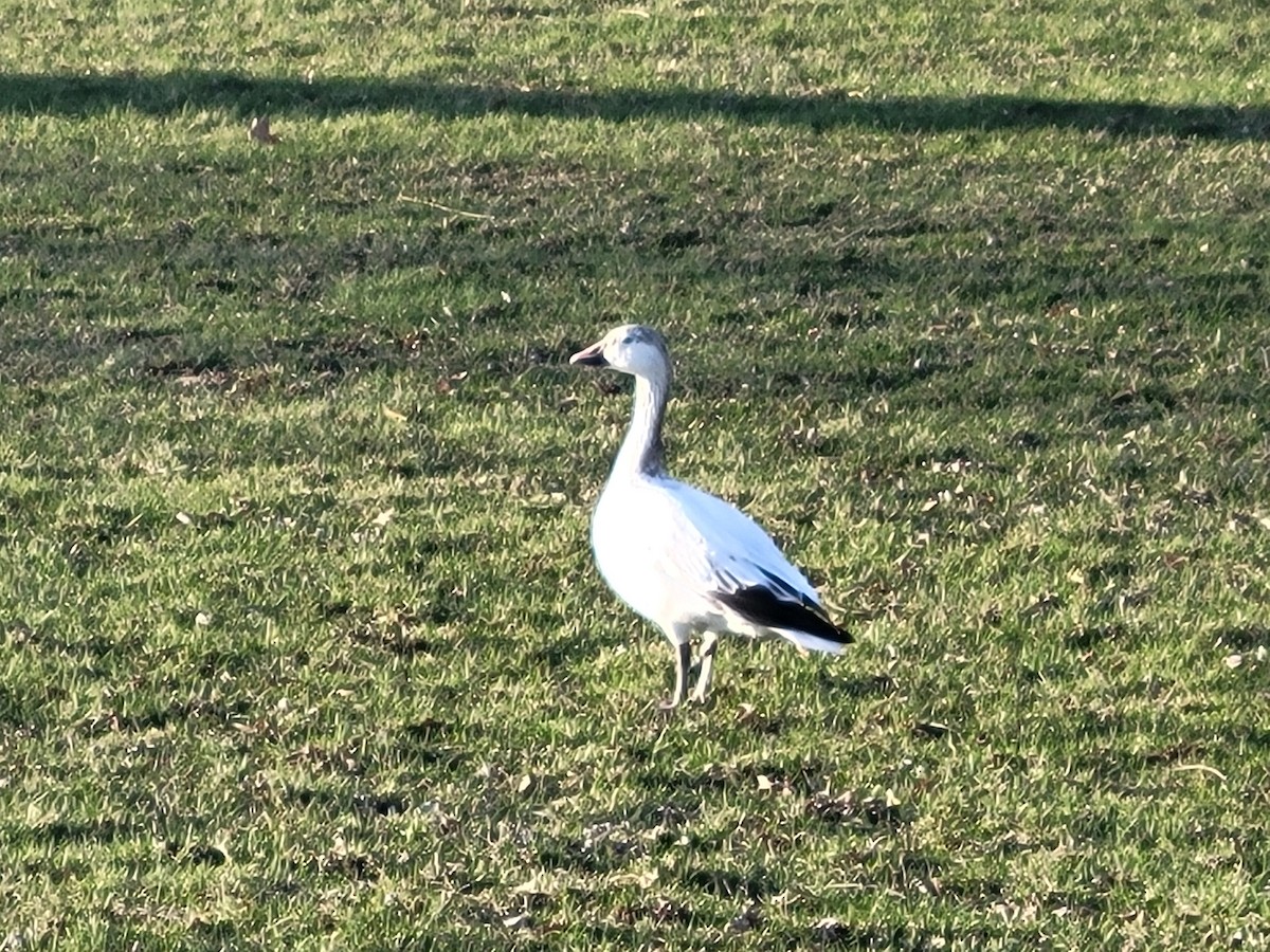 Snow Goose - ML634257526