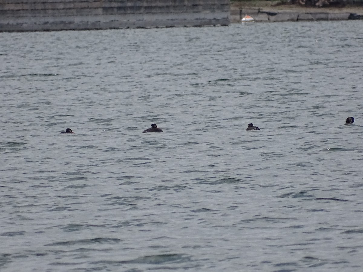 Red-necked Grebe - ML634257608