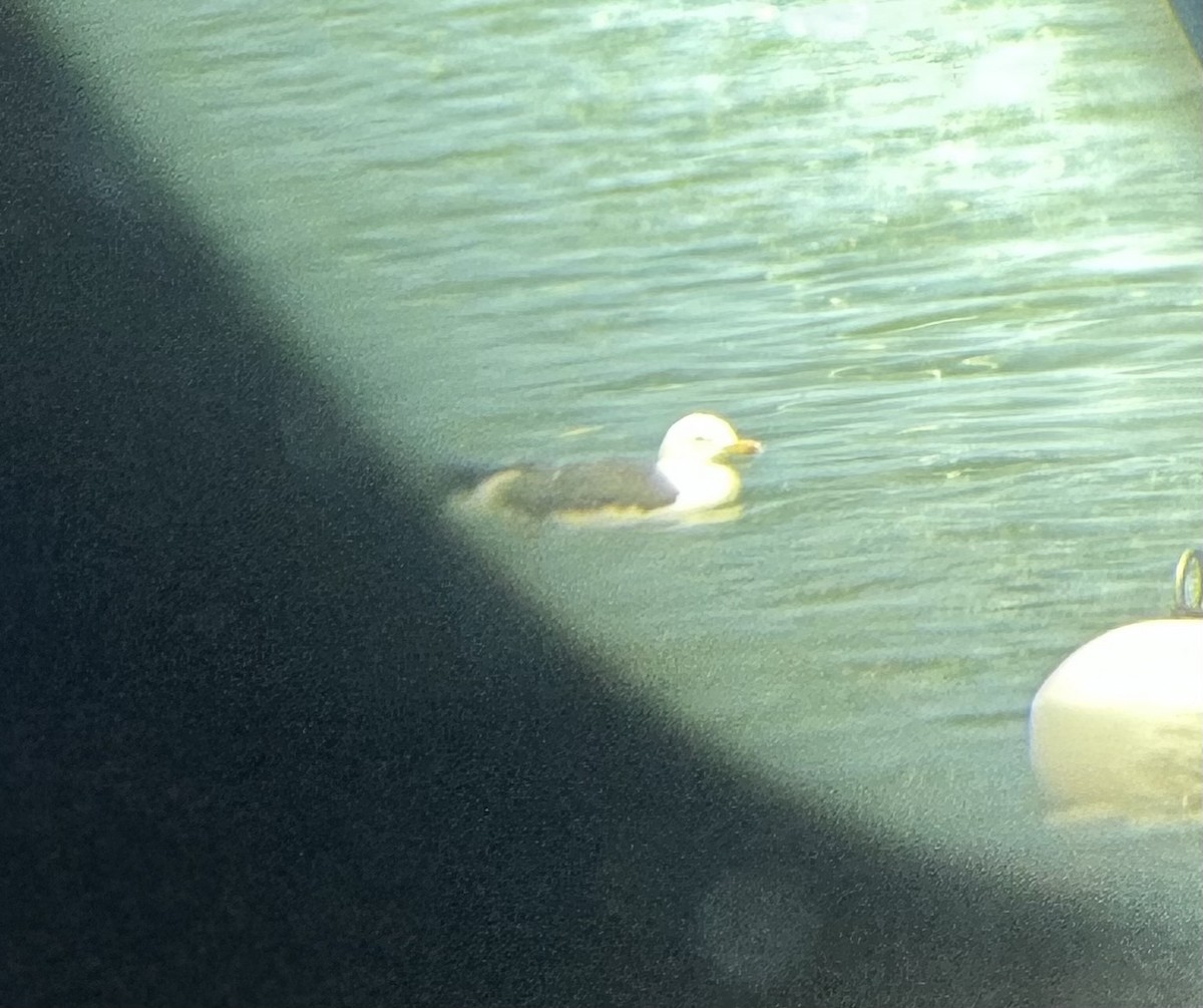 Lesser Black-backed Gull - ML634257626