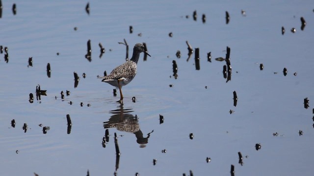Lesser Yellowlegs - ML634257635