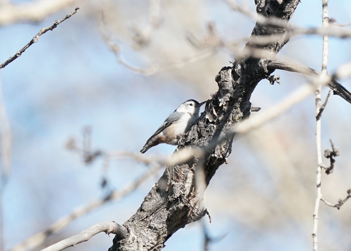 White-breasted Nuthatch - ML634257677
