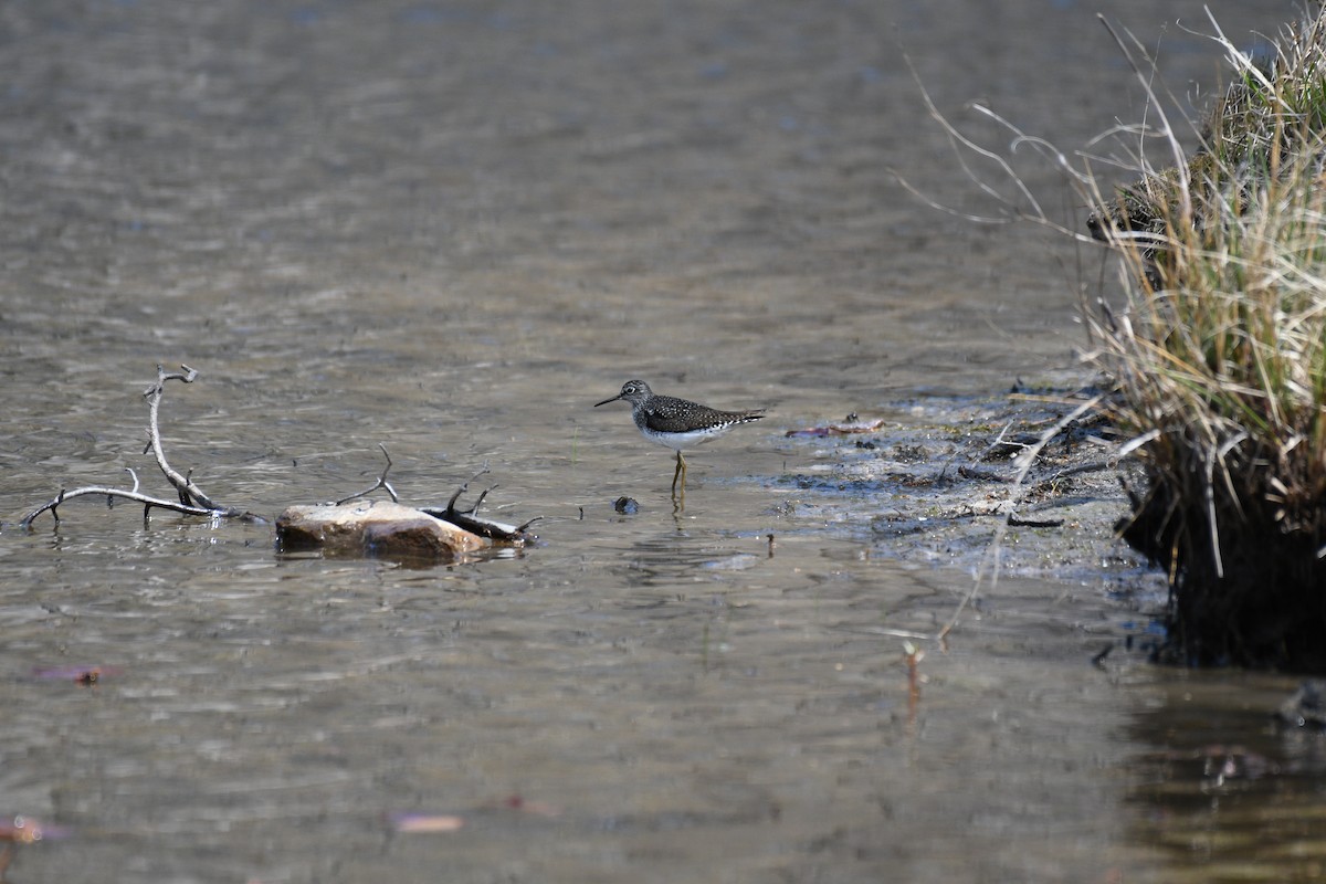 Solitary Sandpiper - ML634257692