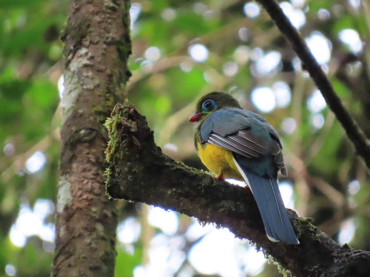Sumatran Trogon - ML634257698