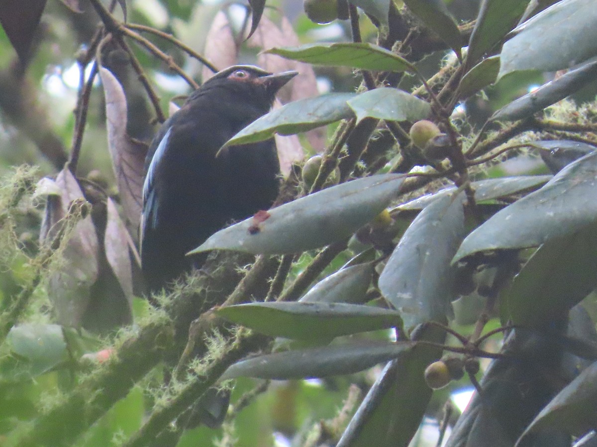 Sumatran Cochoa - ML634257708