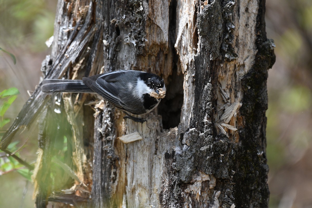 Black-capped Chickadee - ML634257710