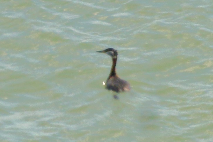 Red-necked Grebe - ML634257999