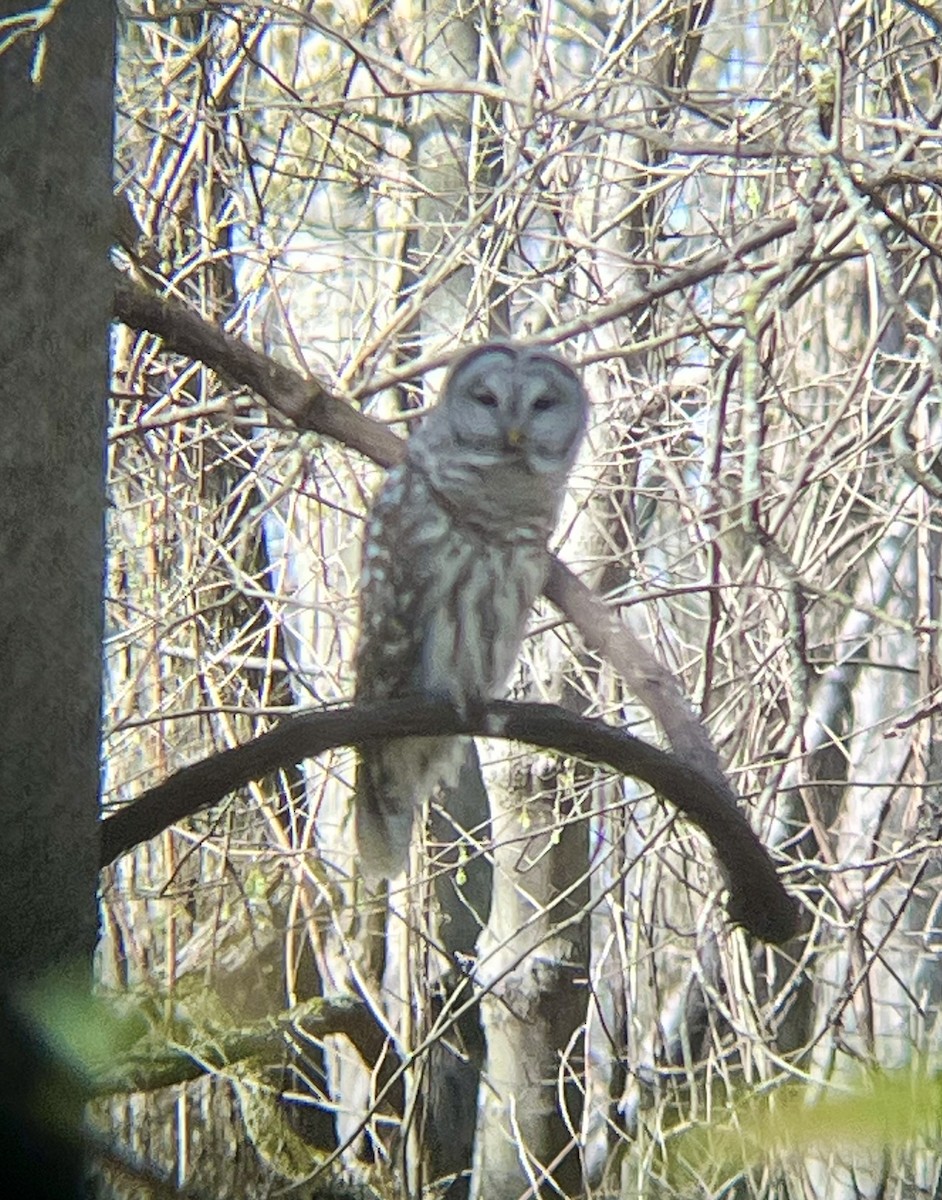 Barred Owl - ML634258020