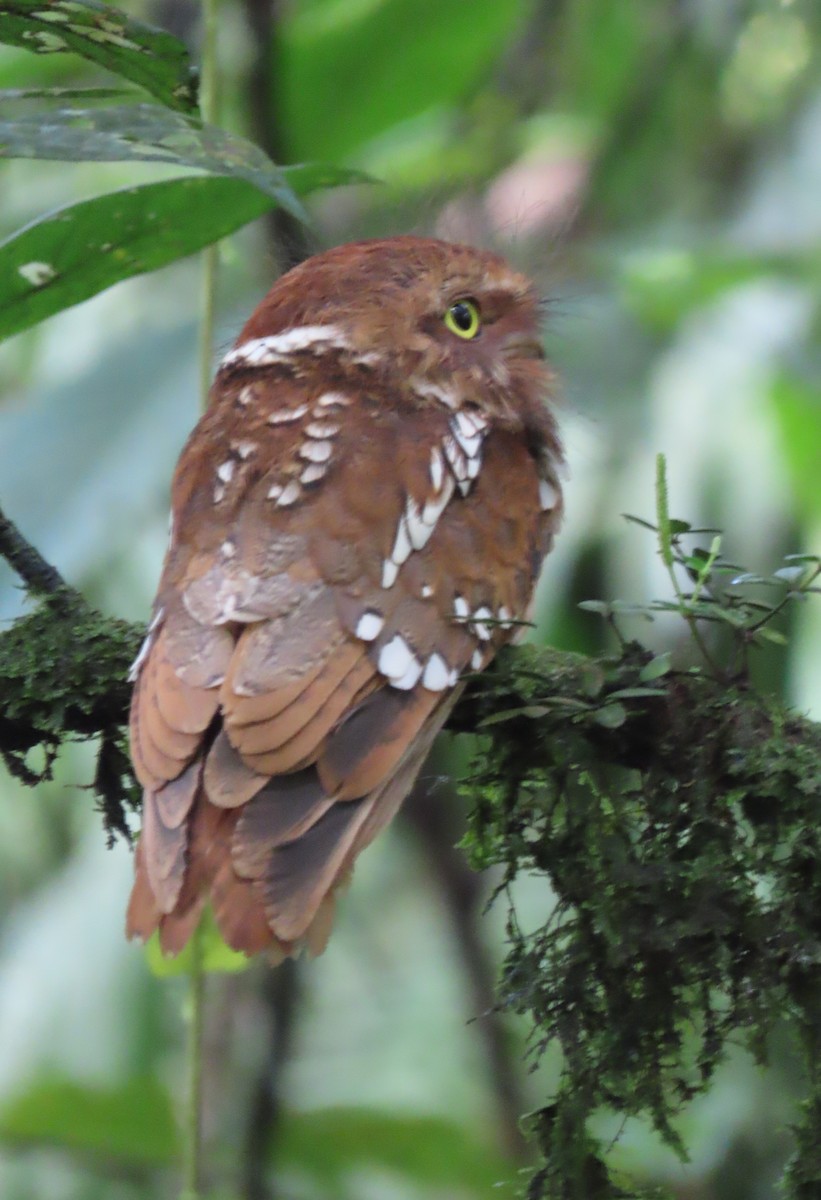 Sumatran Frogmouth - ML634258167