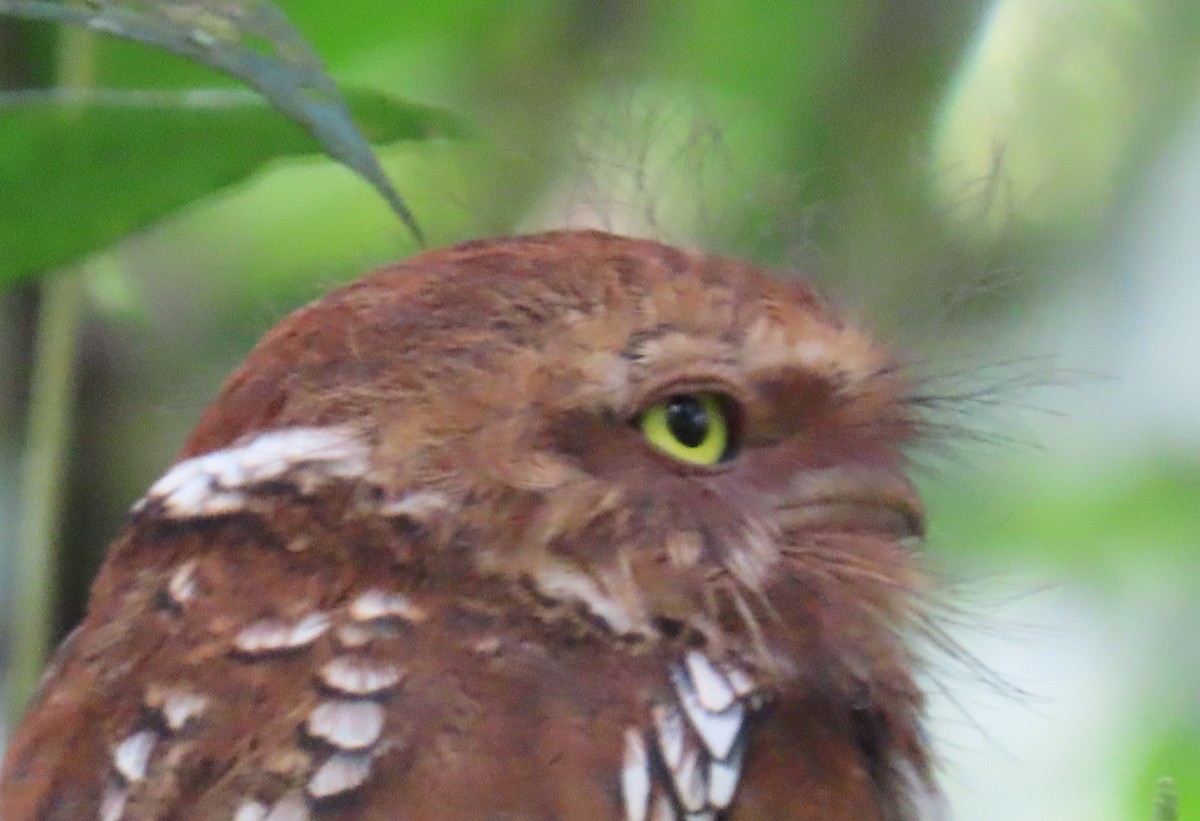 Sumatran Frogmouth - ML634258175