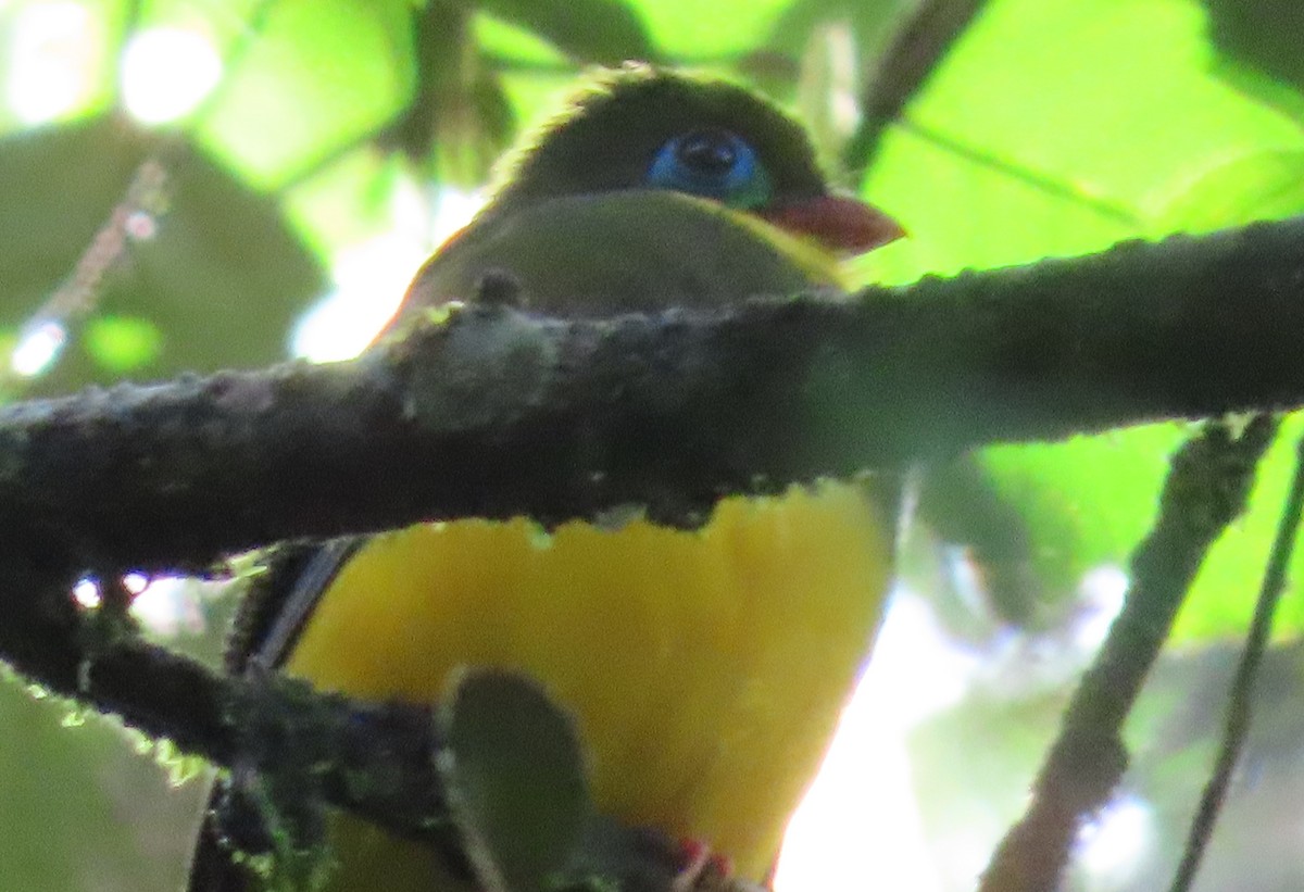 Sumatran Trogon - ML634258179