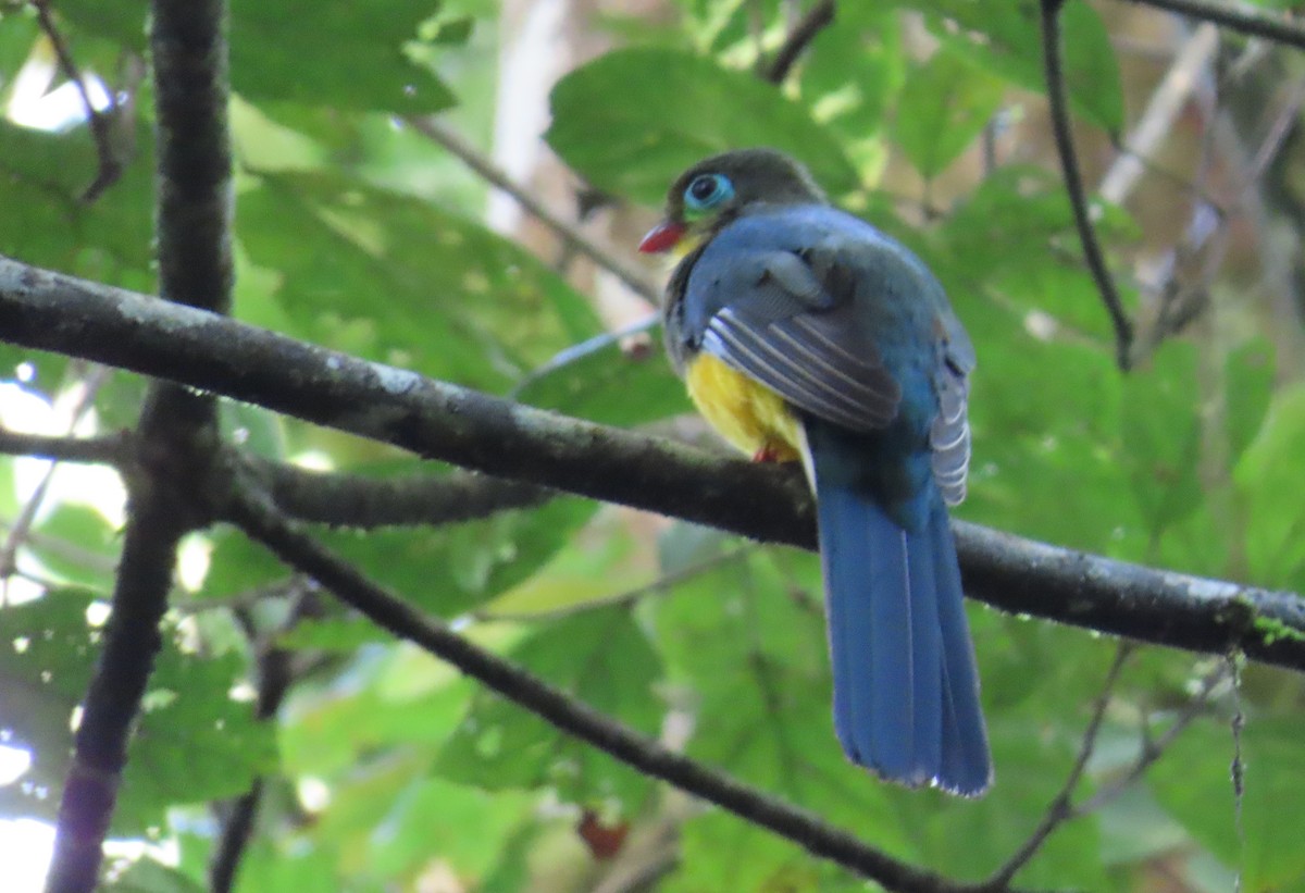 Sumatran Trogon - ML634258191