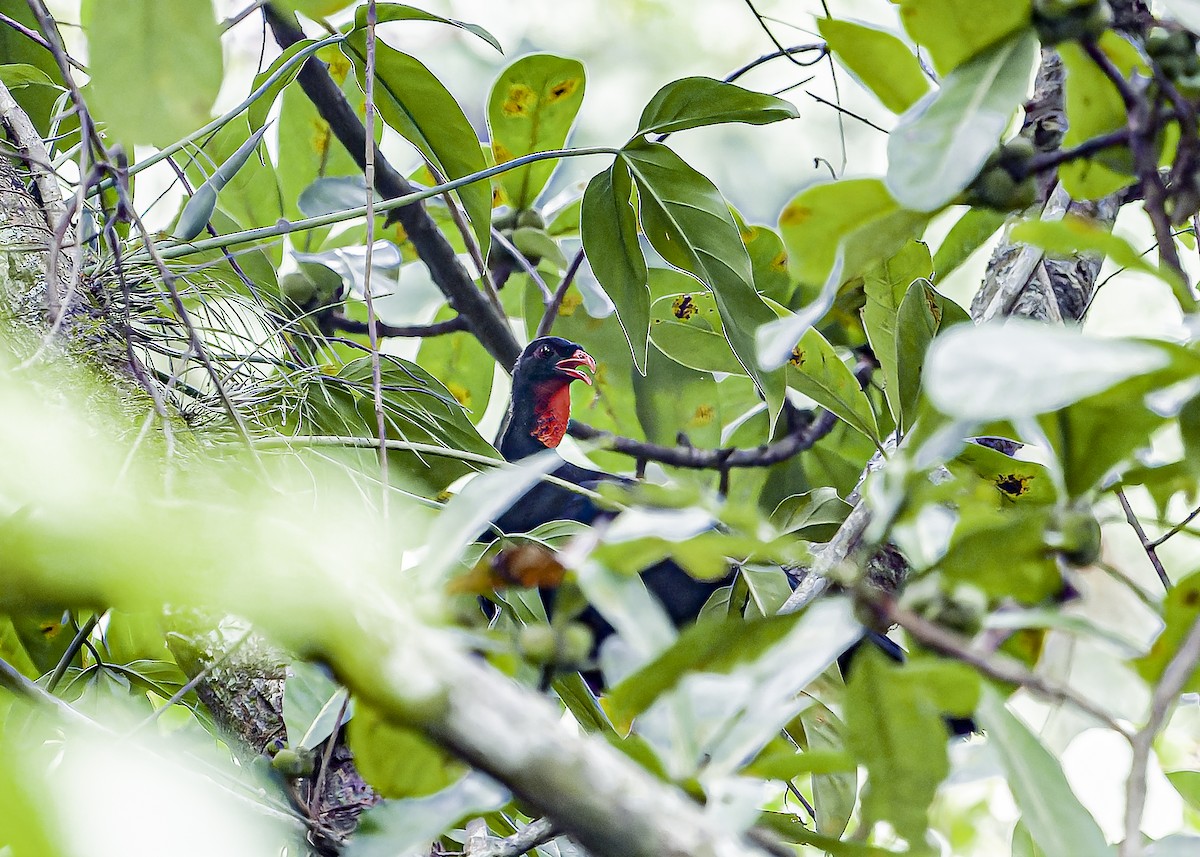 Highland Guan - ML634258289