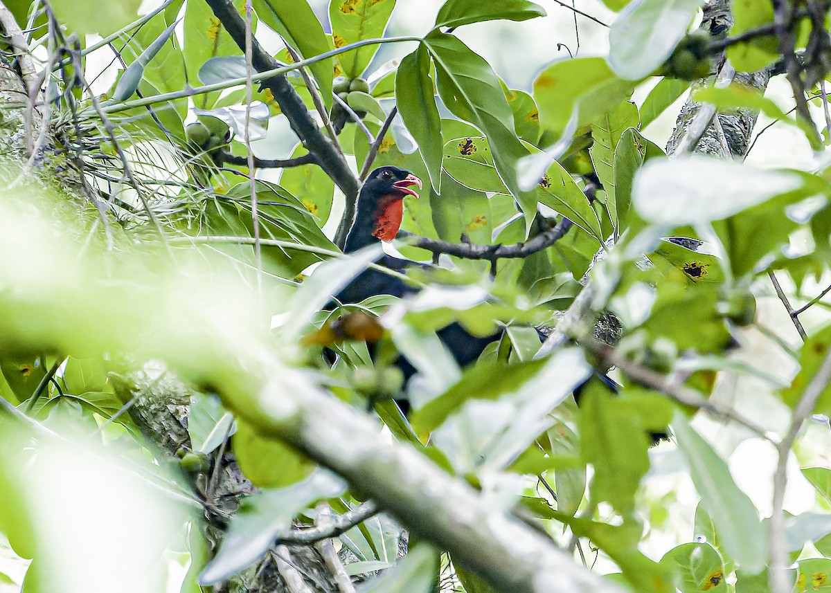 Highland Guan - ML634258291