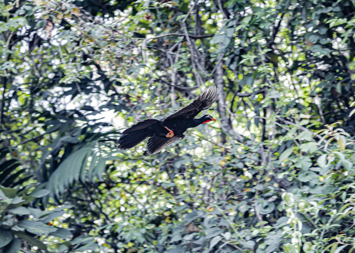 Highland Guan - ML634258292