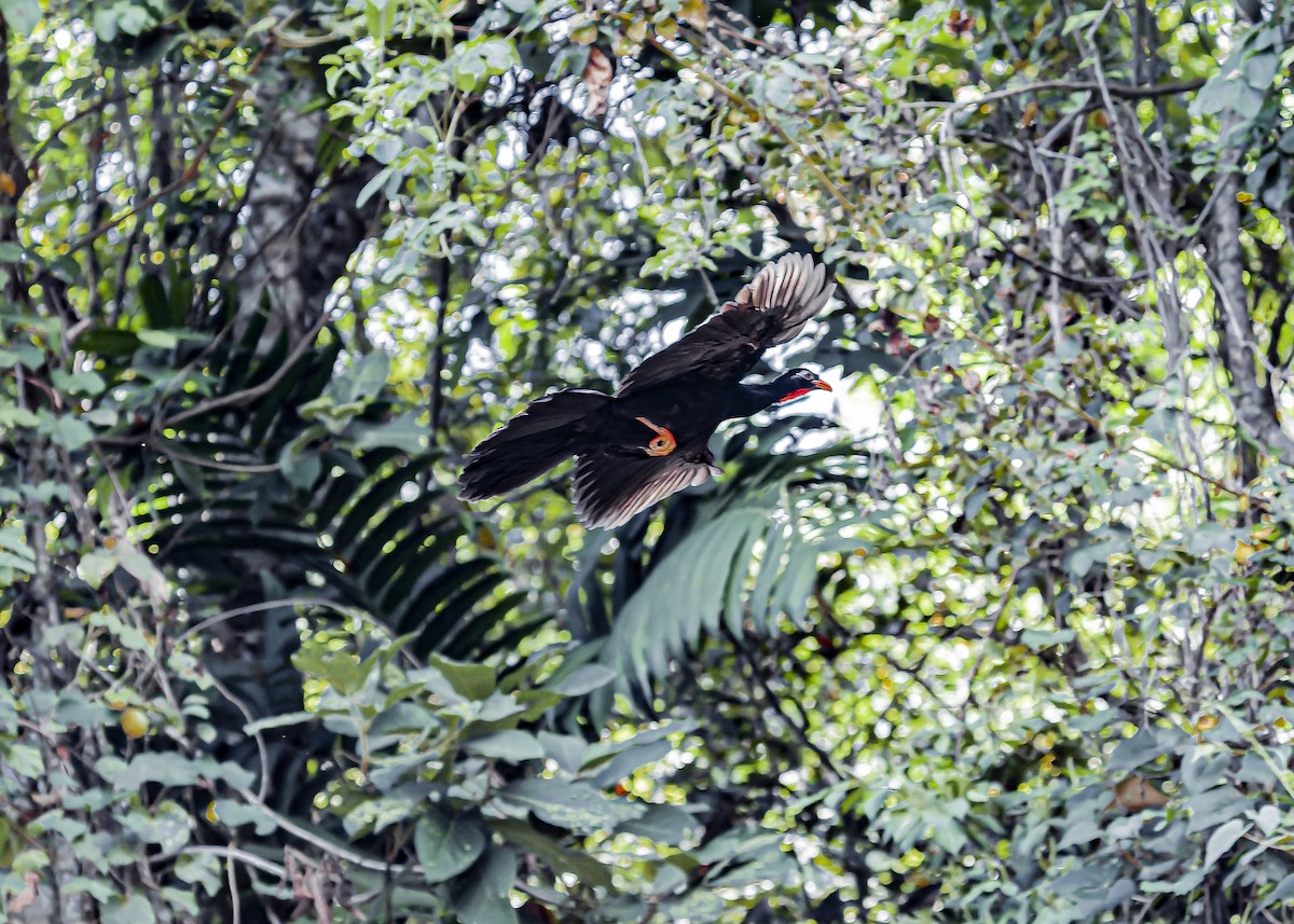 Highland Guan - ML634258294
