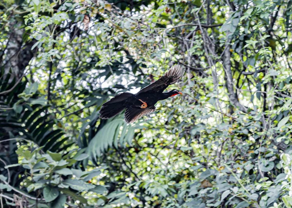 Highland Guan - ML634258295