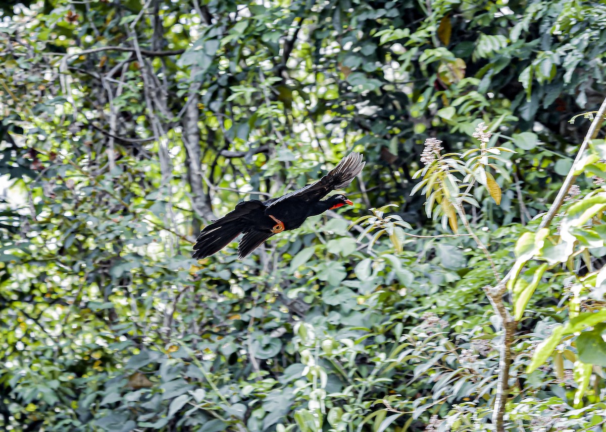 Highland Guan - ML634258296