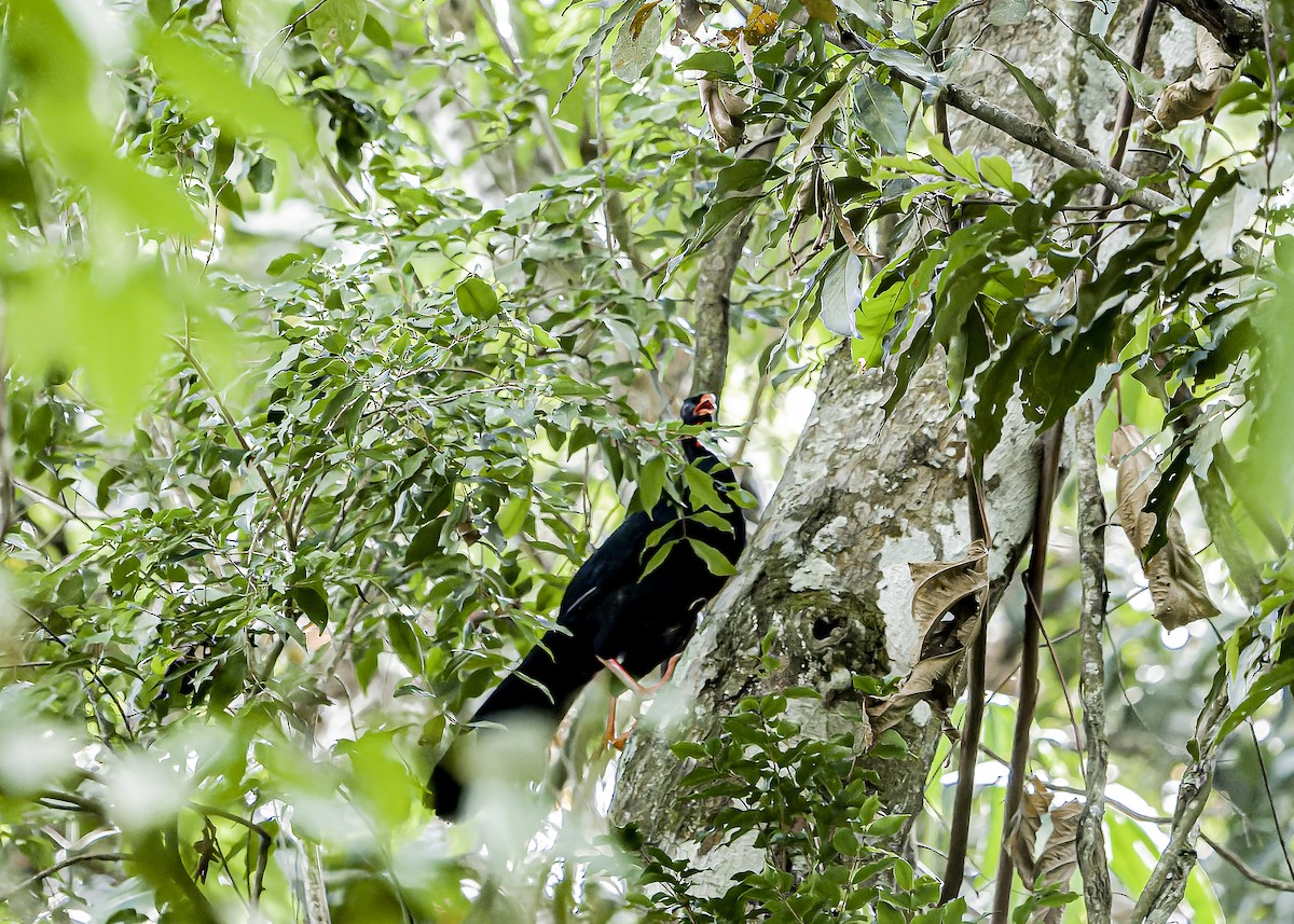 Highland Guan - ML634258297