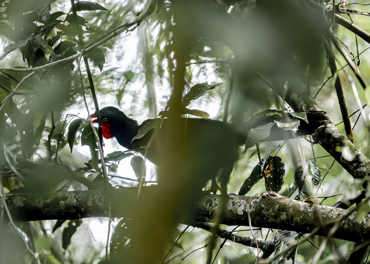 Highland Guan - ML634258301