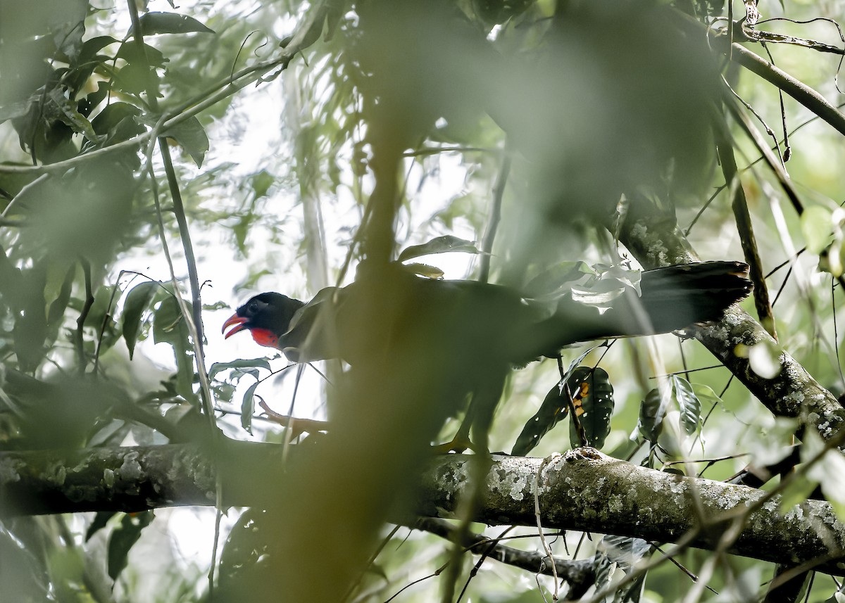 Highland Guan - ML634258303