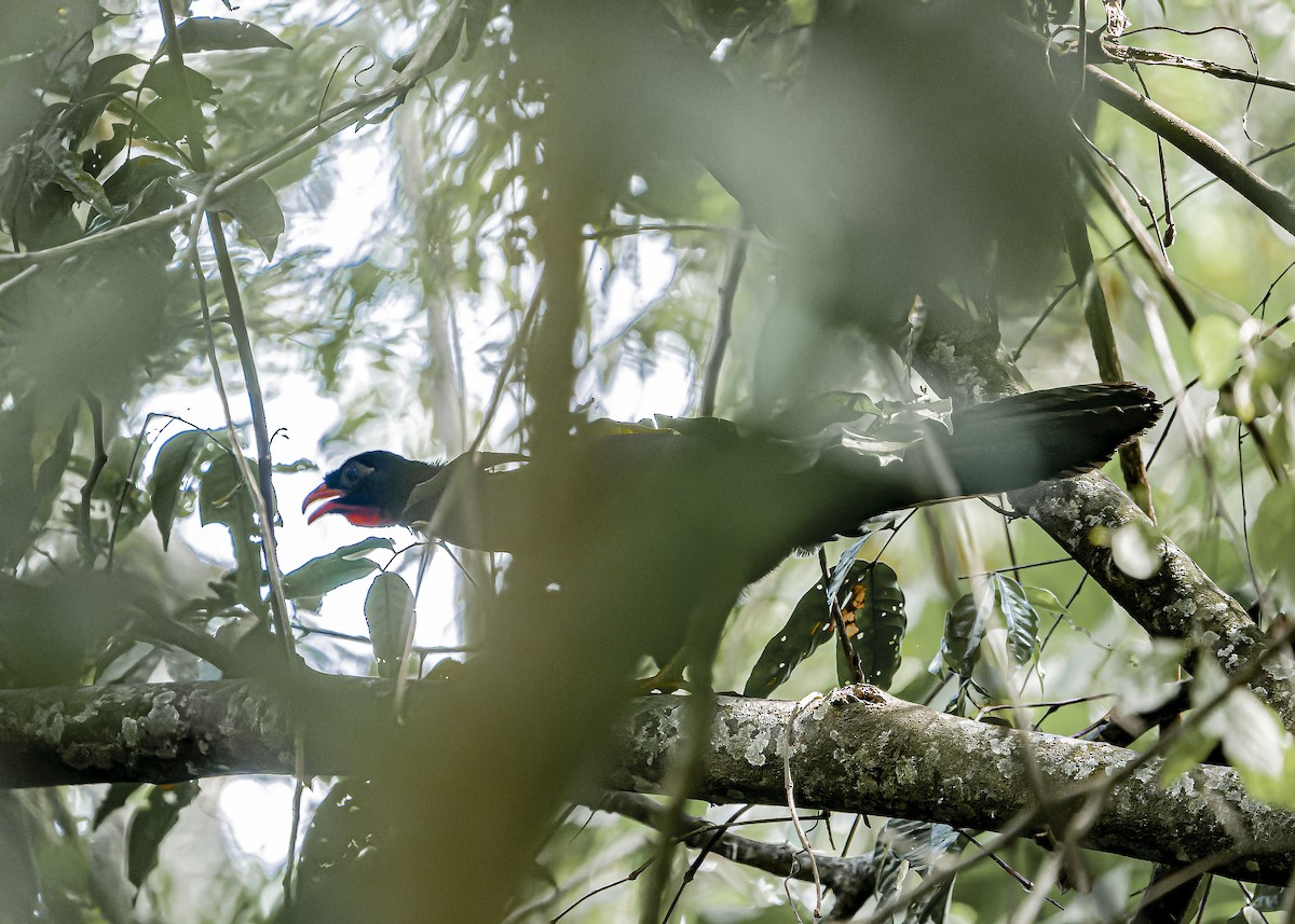 Highland Guan - ML634258304