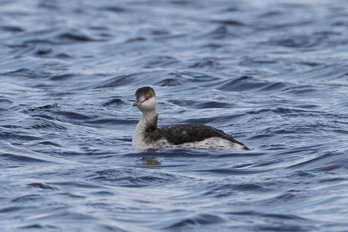 Horned Grebe - ML634258477