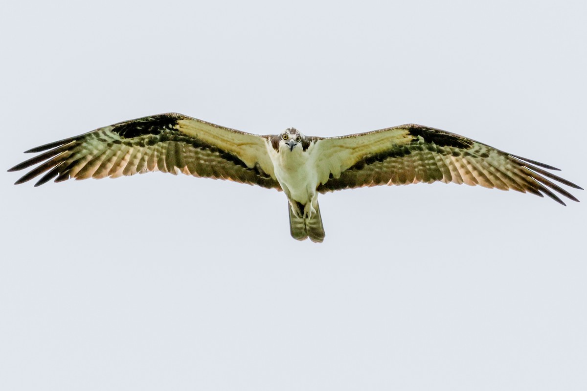 魚鷹 - ML634258596