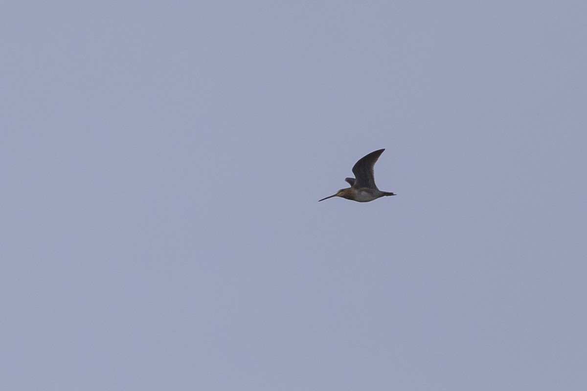 Wilson's Snipe - ML634258788