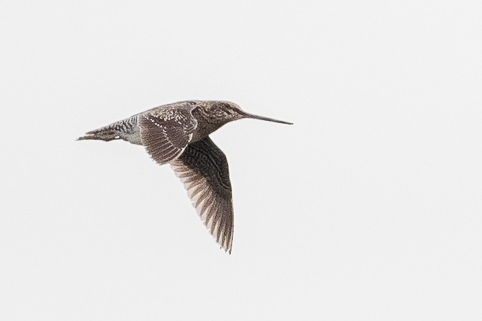 Wilson's Snipe - ML634258873