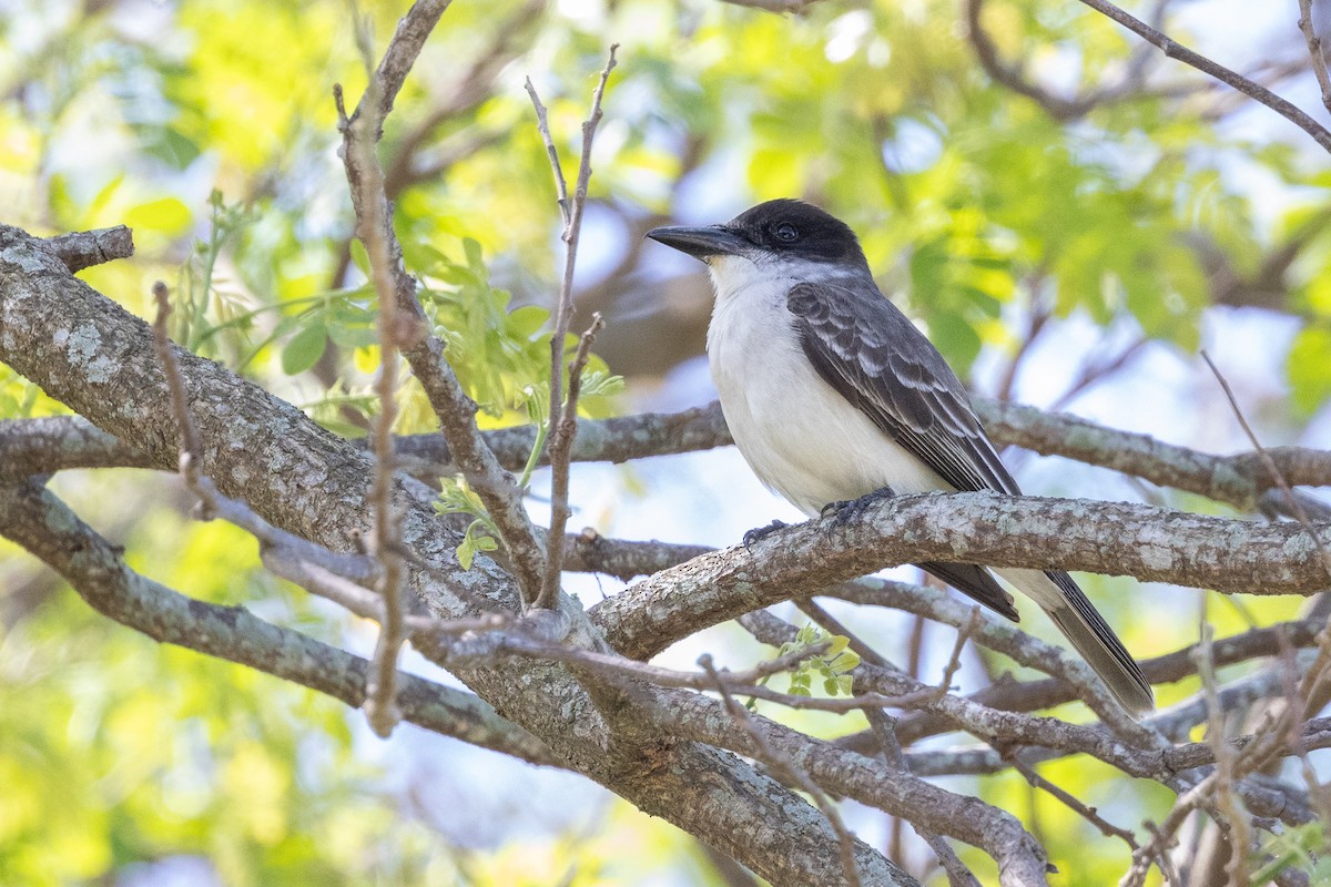 Giant Kingbird - ML634258955