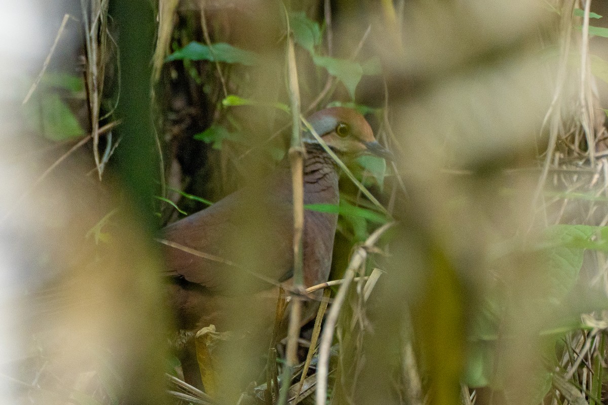 Lined Quail-Dove - ML634258988