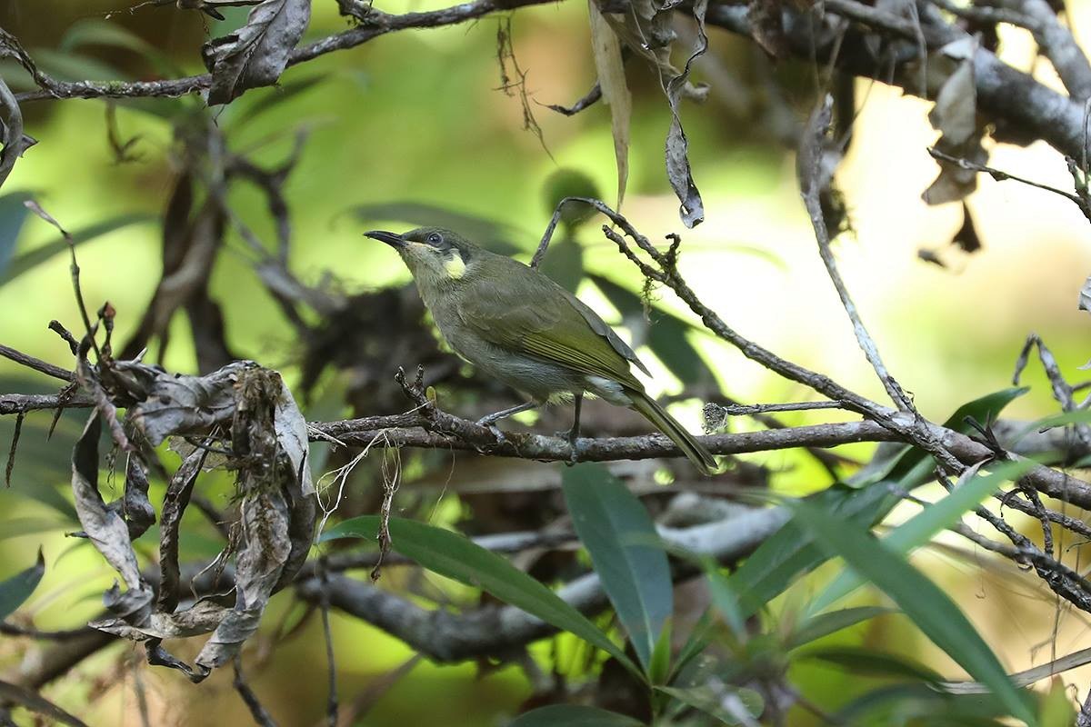 Elegant Honeyeater - Tony Palliser