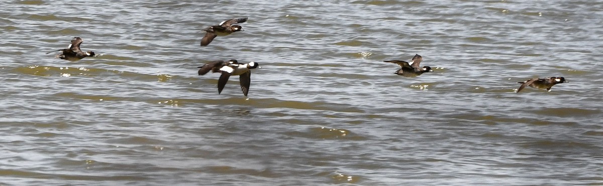 Bufflehead - ML634259015