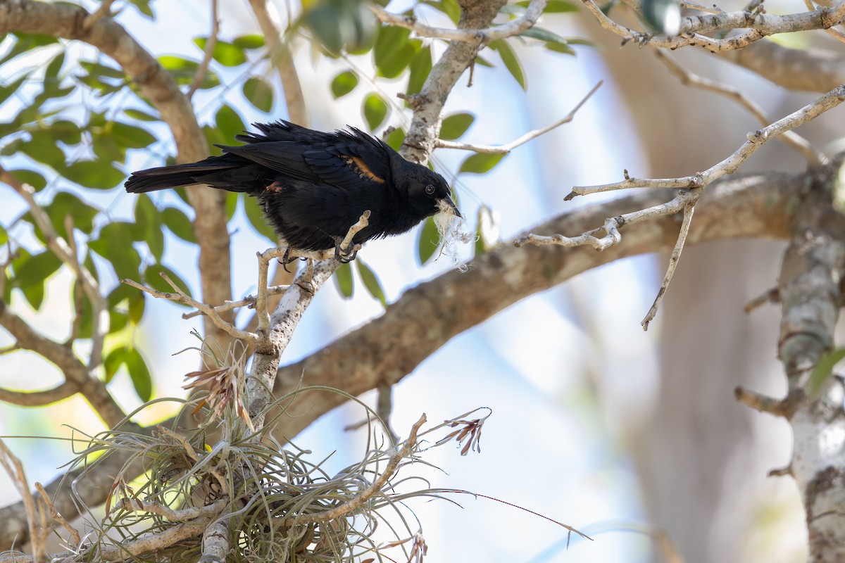 Tawny-shouldered Blackbird - ML634259027
