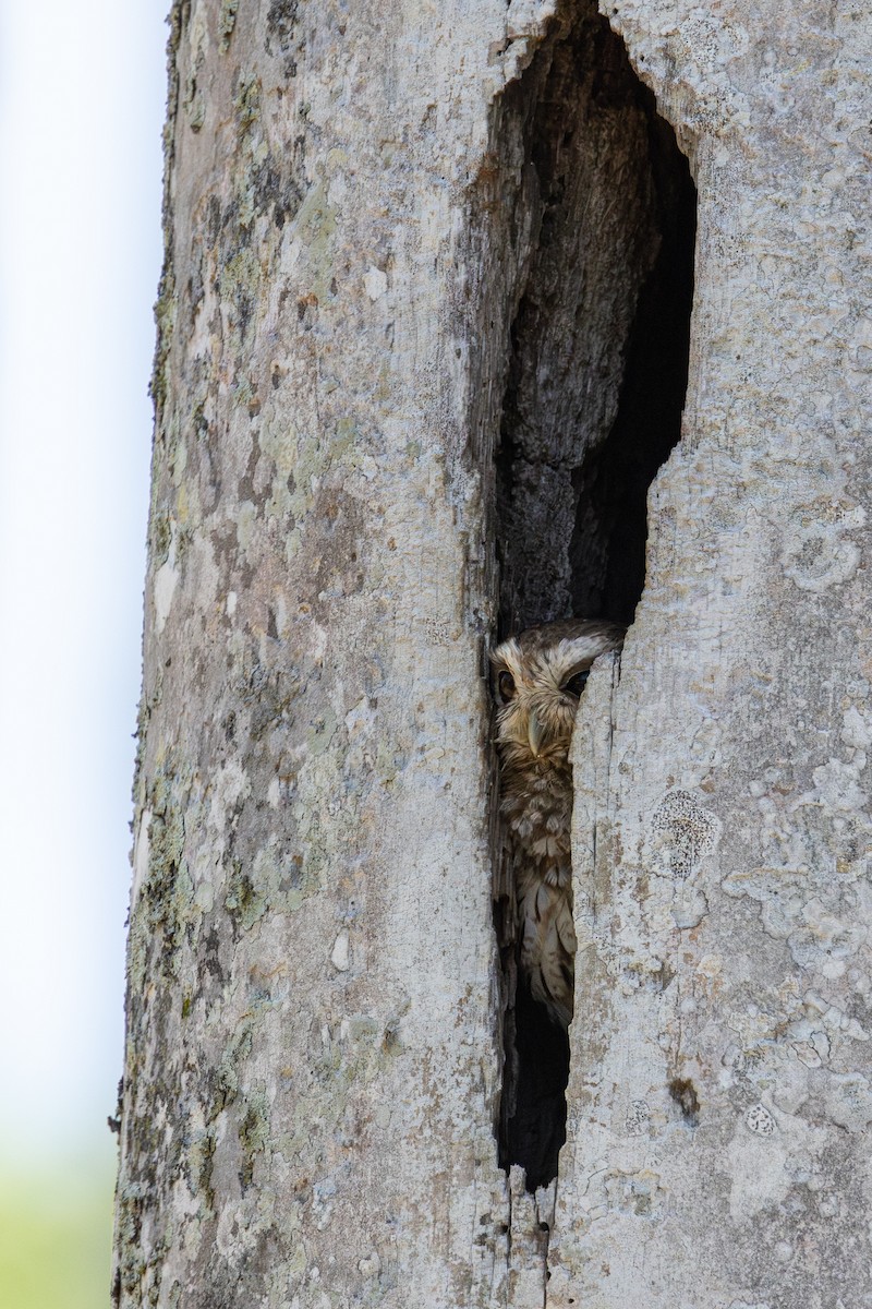 Bare-legged Owl - ML634259037