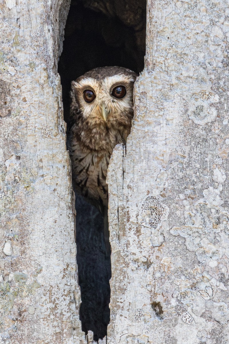 Bare-legged Owl - ML634259038