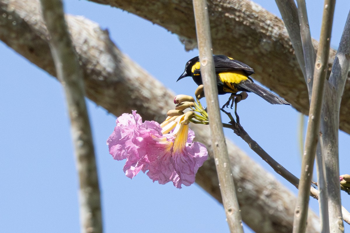Cuban Oriole - ML634259042