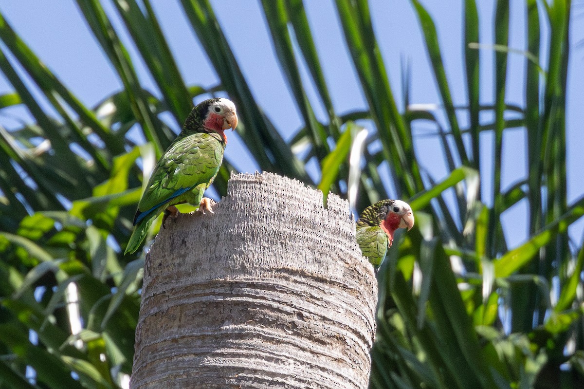Cuban Amazon (Cuban) - ML634259048