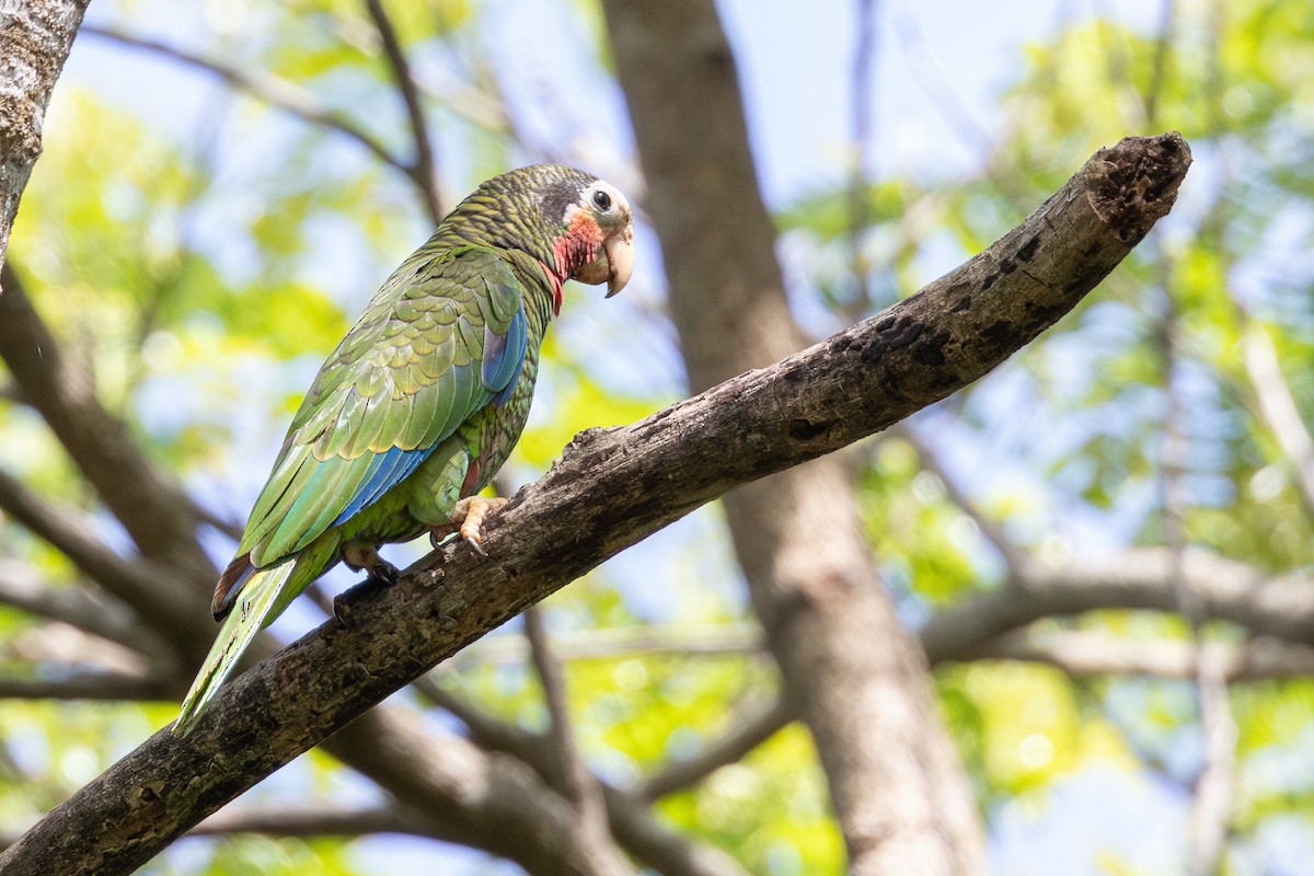 Cuban Amazon (Cuban) - ML634259052