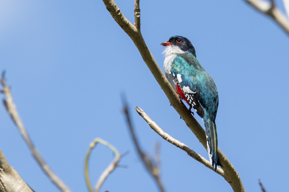 Cuban Trogon - ML634259062