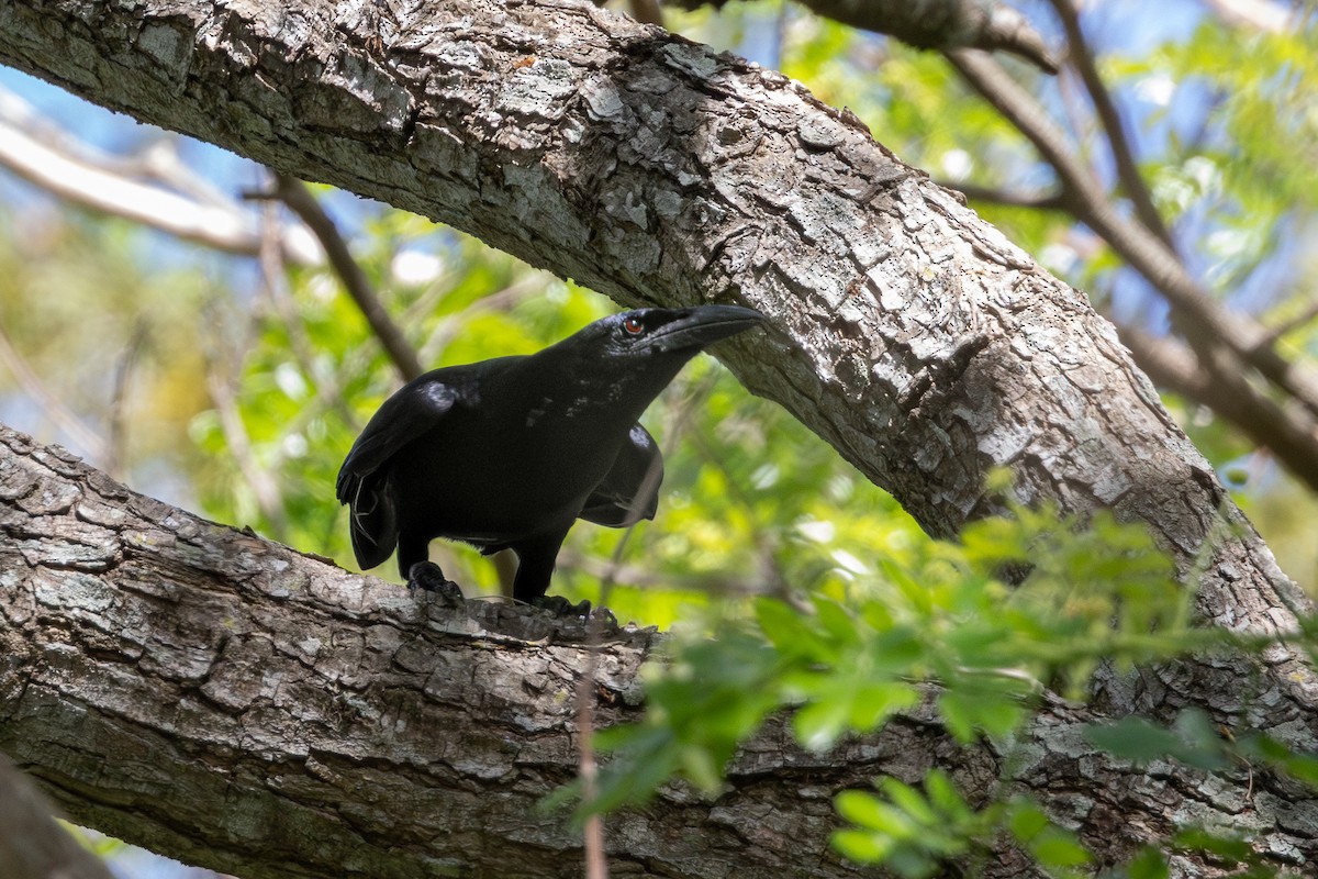 Cuban Crow - ML634259069