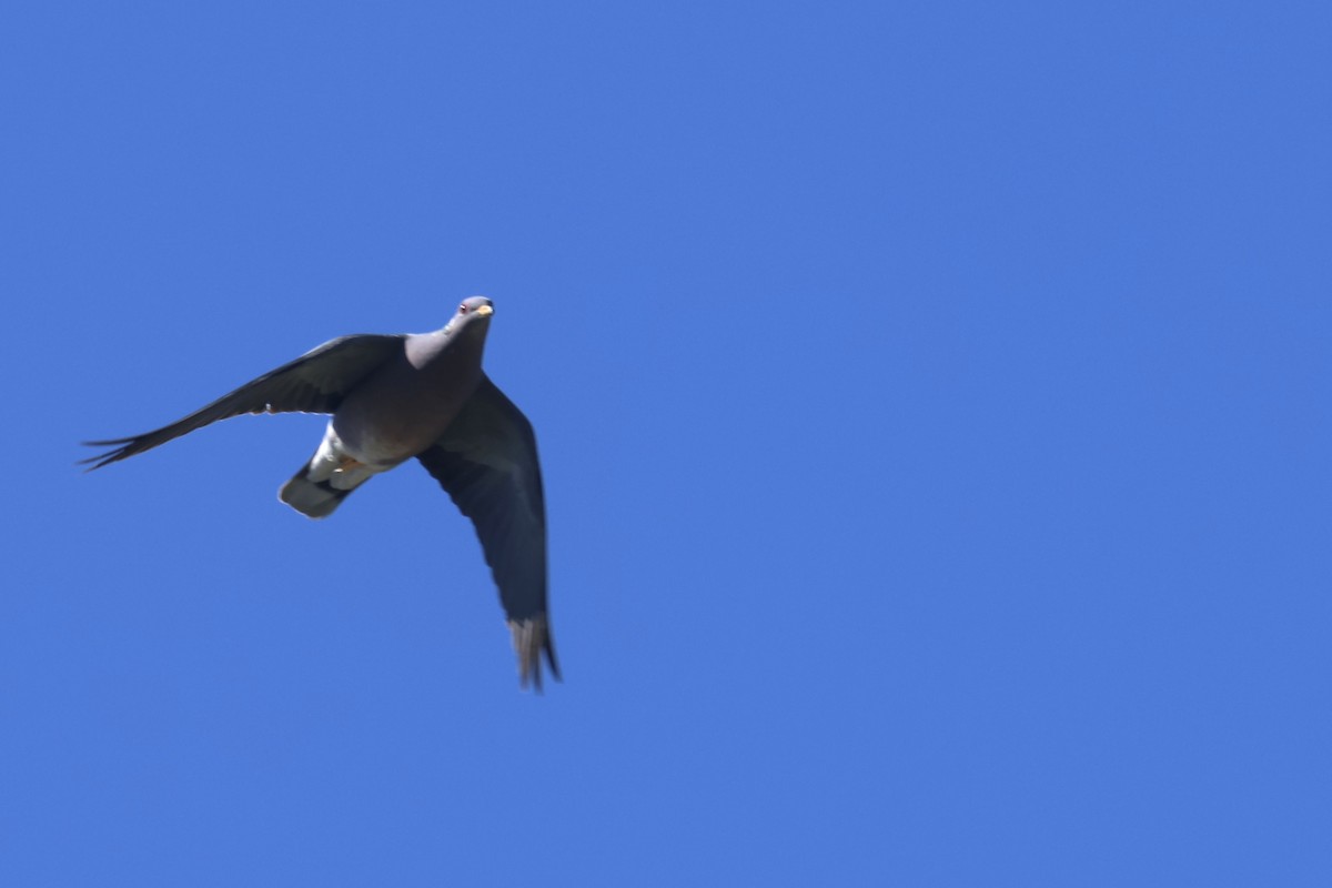 Band-tailed Pigeon - ML634259163