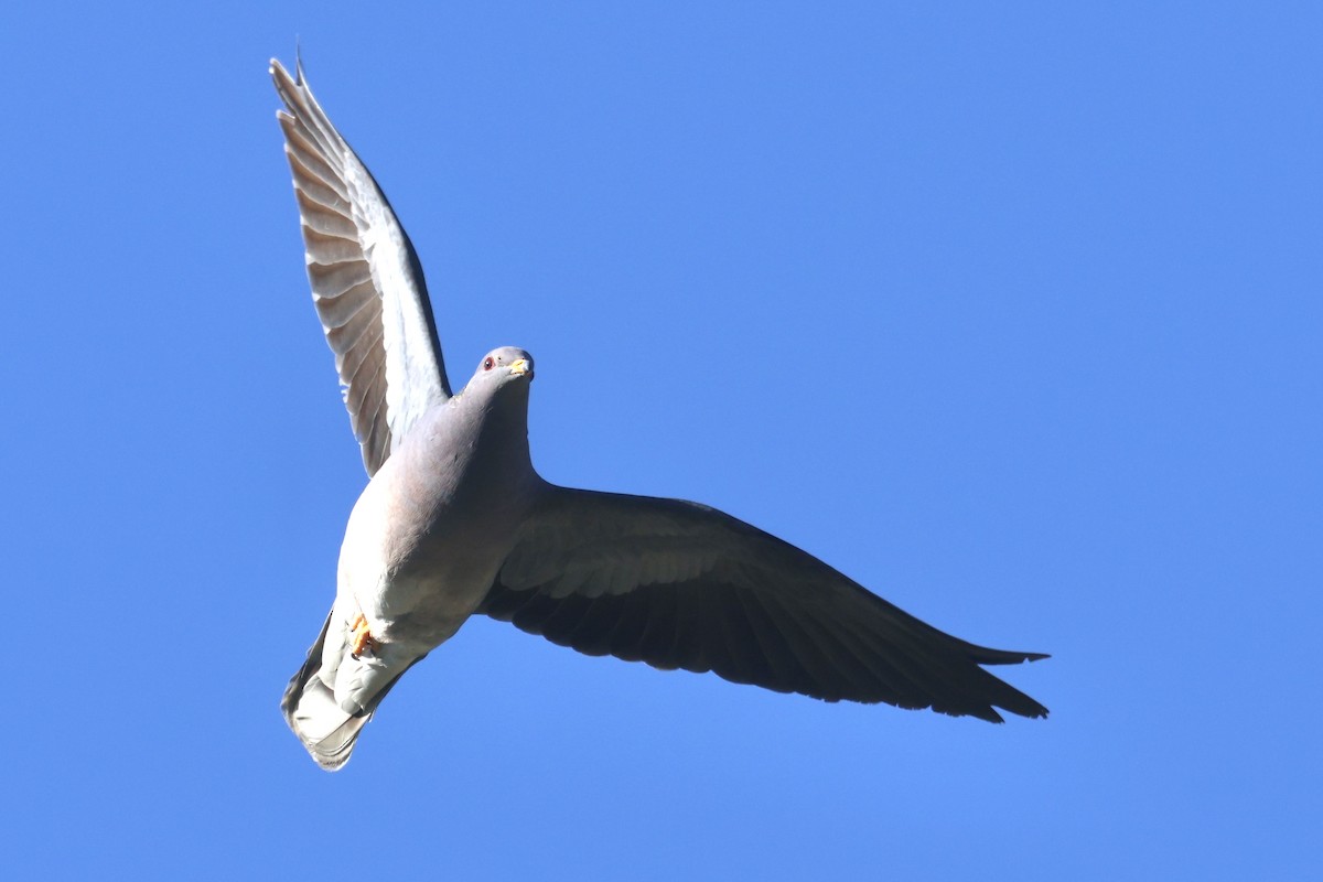 Band-tailed Pigeon - ML634259164